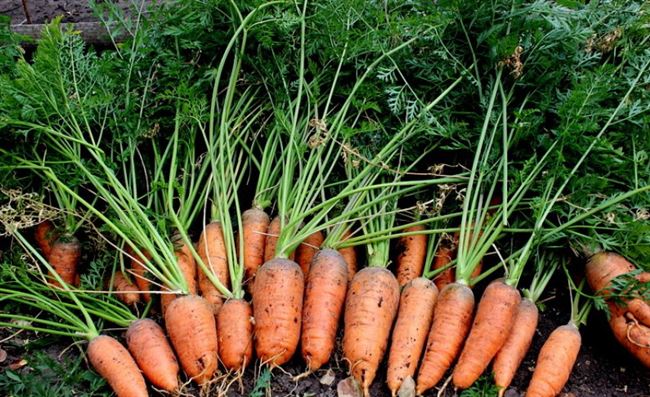 Морковь считается одной из наиболее популярных огородных культур, которая встречается практически на каждом участке. Чтобы растение нормально развивал