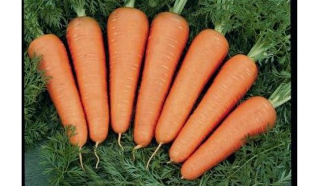 Каданс — сорт растения Морковь