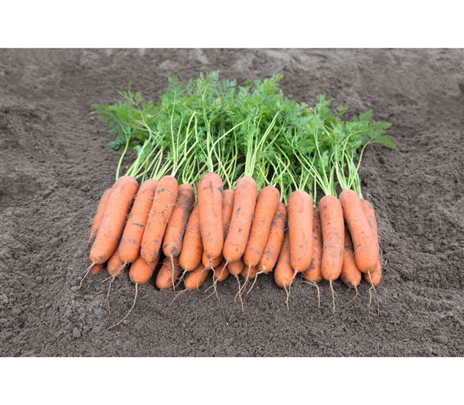 Ньюкасл - сорт растения Морковь