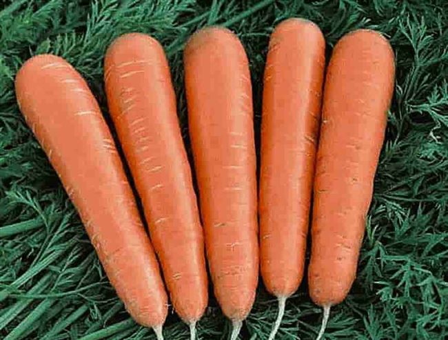 Сорт моркови: Оранжевый карандаш