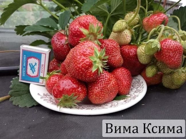 Клубника сорт Вима Ксима: крупноплодная и урожайная