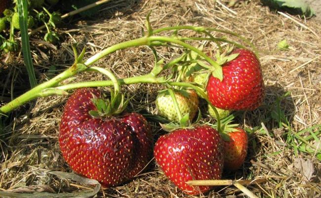 Клубника Гирлянда: описание урожайного ягодного сорта, отзывы и фото