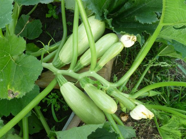 Особенности выращивания белого кабачка