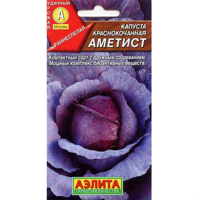Аметист — сорт растения Капуста краснокочанная