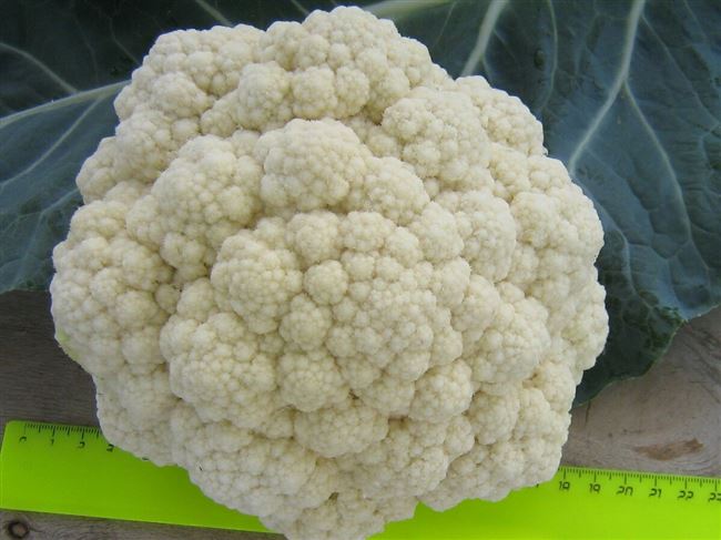 Отзыв: Семена Аэлита капуста цветная "Белое облако F1" - урожайная капуста