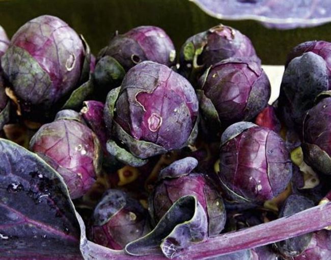 Капуста брюссельская Веселая компания: отзывы о выращивании, фото фиолетовых плодов, описание сорта