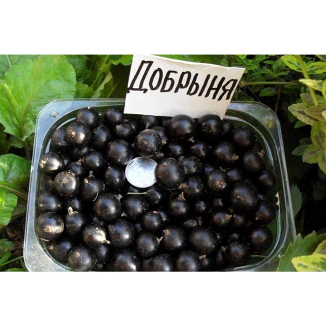 Капуста Доброводская – это уникальный среднеспелый овощ, который очень хорош в квашенном виде. Описание сорта. Отзывы дачников и фото.
