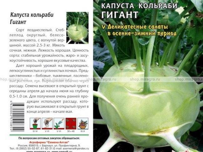 Лучшие сорта капусты кольраби: их выбор и описание