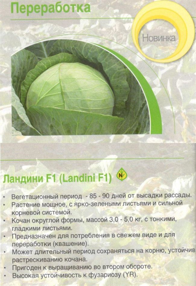 Ландини - сорт растения Капуста белокочанная