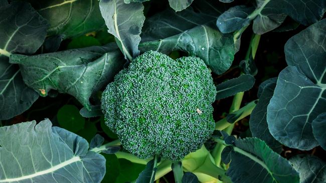 13 лучших сортов капусты брокколи с фото и описанием – Антонов сад