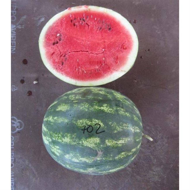 Арбуз сорта Атаман: описание и характеристика, выращивание и уход, особенности плода, фото