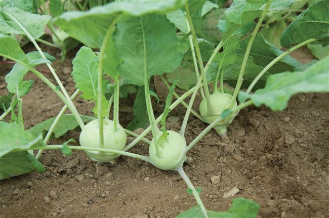 Выращивание капусты Кольраби: сорта, их особенности, посадка и уход