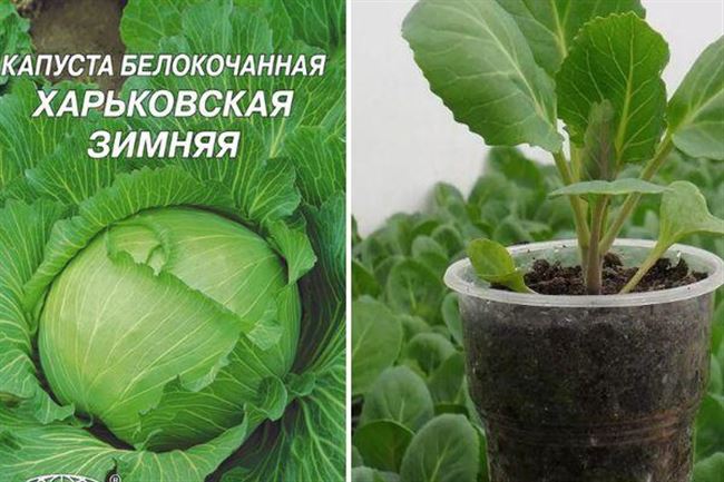 Описание сорта капусты Харьковская зимняя, особенности выращивания и ухода