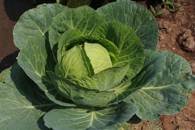 Капуста «Центурион f1»: высокая урожайность и отменный вкус