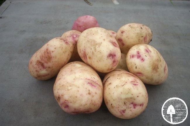 Сорт картофеля Аспия: описание сорта и характеристика, фото и отзывы, вкусовые качества
