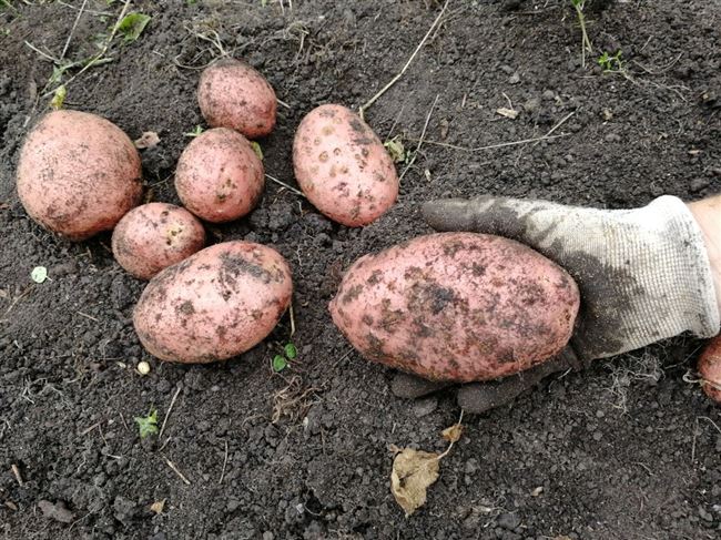 Сорт картофеля «Безенчукский» – описание и фото