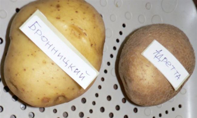 Сорт картофеля «Бронницкий» – описание и фото