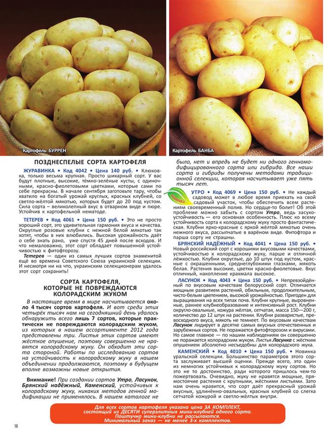 Сорт картофеля «Брук» — описание характеристики отзывы фото видео