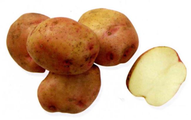 Картофель Валентина | Сорта картофеля