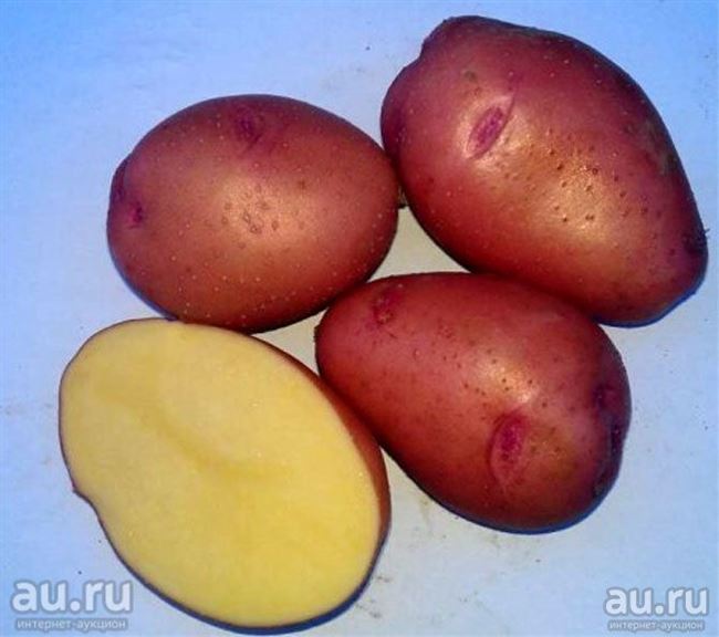 Сорт картофеля «Ветеран» – описание и фото