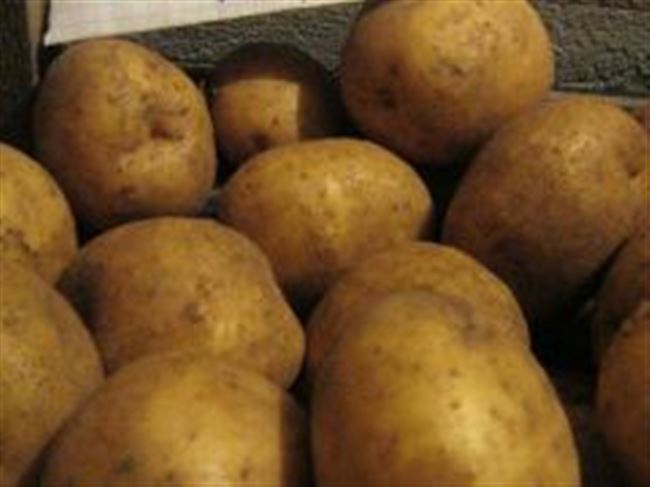 Картофель Даренка | Сорта картофеля