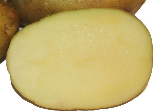 Дебют — сорт растения Картофель