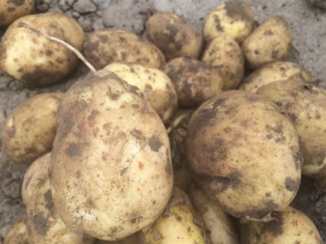 Как вырастить картофель евростарч?