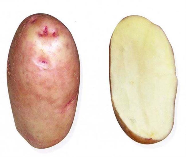 Сорт картофеля «Загадка Питера» — Сорта Вики Ру