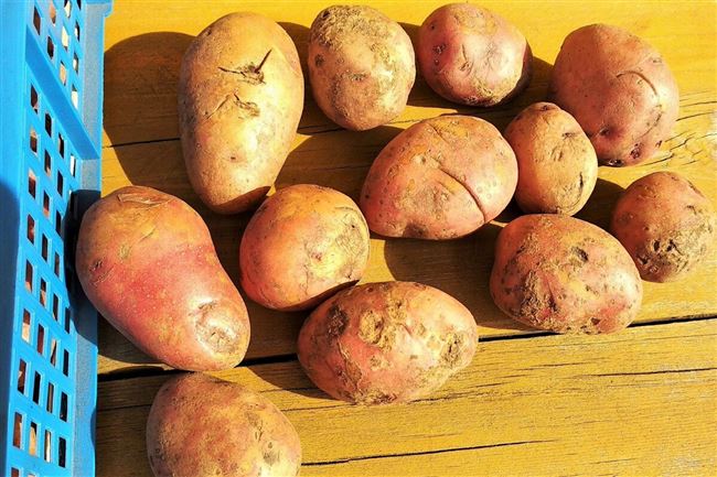 Описание сорта картофеля Ипатовский