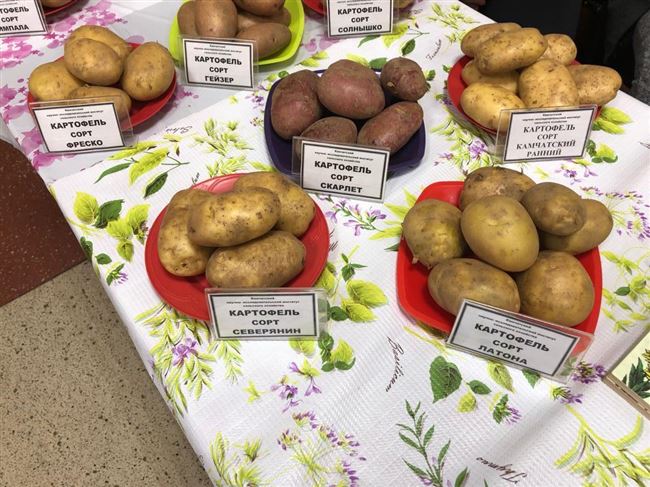Сорта картофеля для Дальнего Востока | Свой домик в деревне