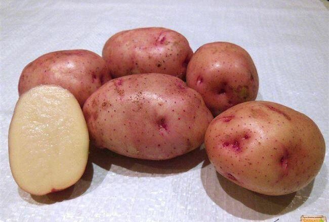 Картофель Колымский | Сорта картофеля