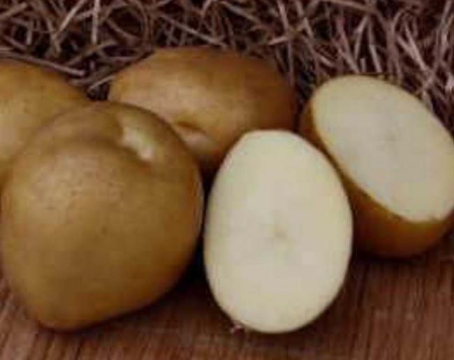 Кортни - сорт растения Картофель