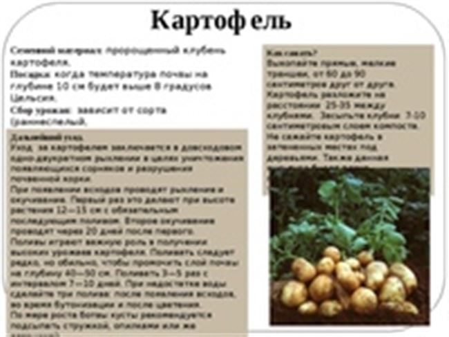 Картофель Купец: описание сорта и характеристика, фото и отзывы, вкусовые качества