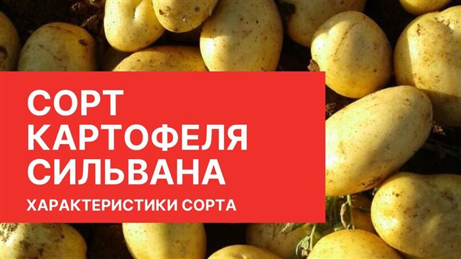 Картофель ЛЮСИНДА от HZPC