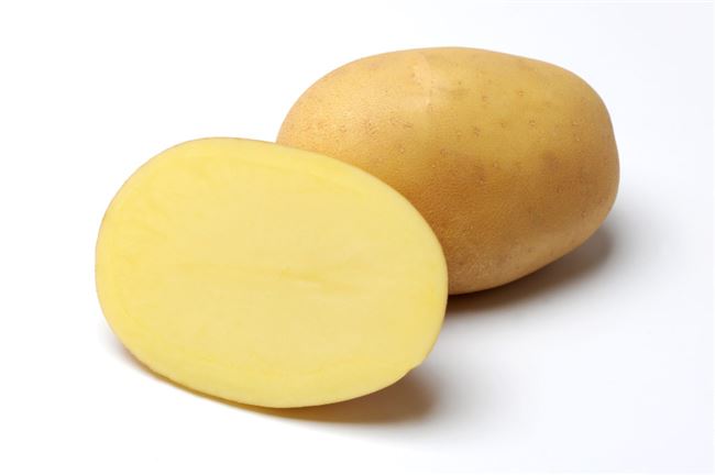 Сорт картофеля «Мэдисон (Madison)» – описание и фото