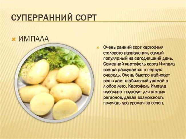 Картофель Нида | Сорта картофеля