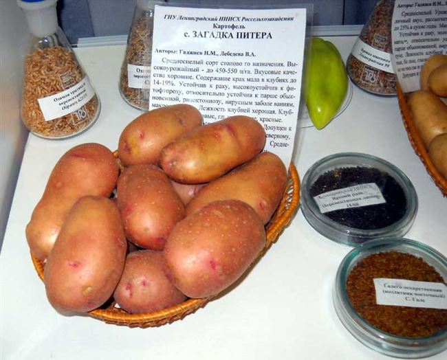Картофель Онежский