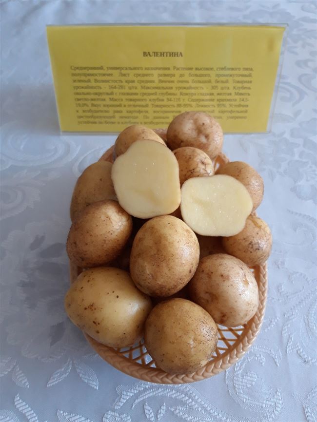 Сорт картофеля Памяти Кулакова. Описание, фото, отзывы