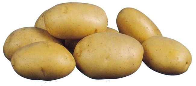 Сорт картофеля Платина. Описание, фото, отзывы