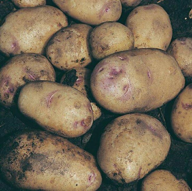 Картофель Прада (Prada) | Сорта картофеля