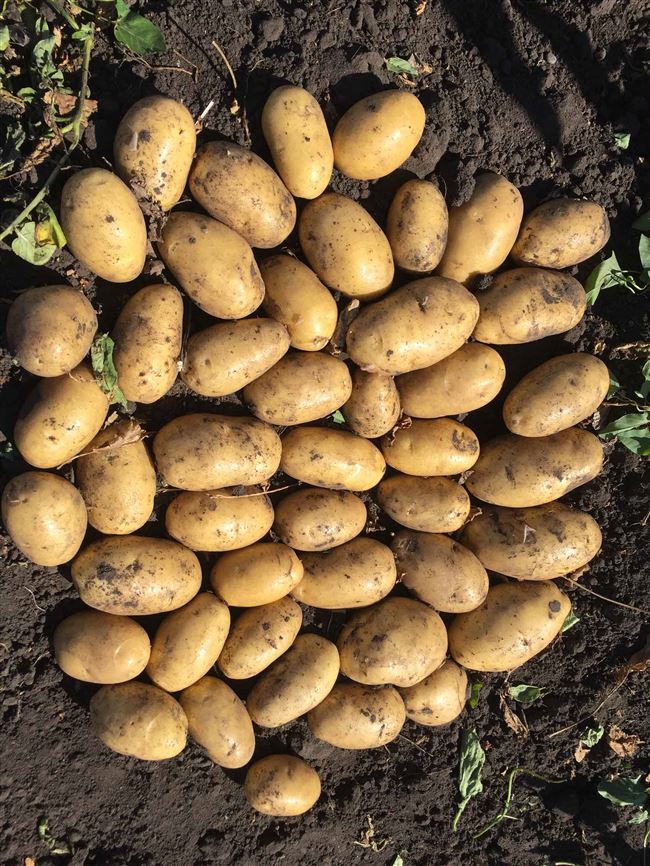 Новые сорта на рынке картофеля – ГРАНД и РЭЙНБОУ