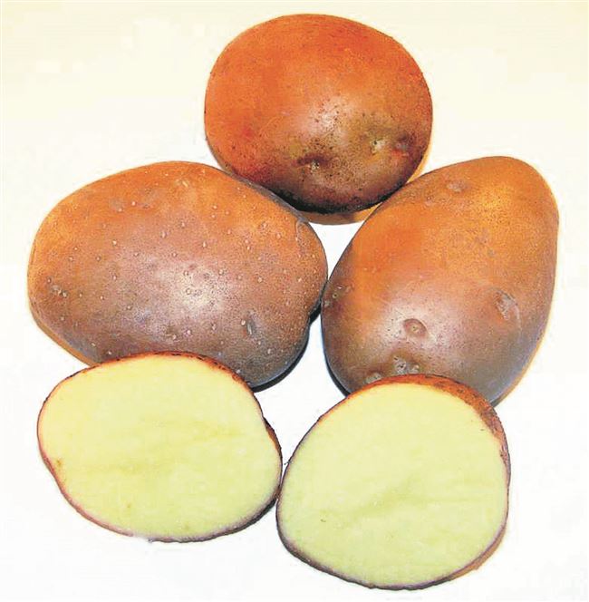 Урожайный подарок от украинских селекционеров — картофель Серпанок: описание сорта и отзывы