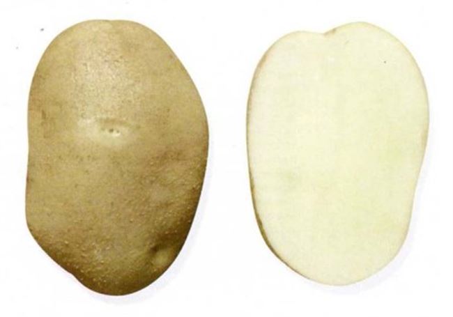Картофель сорта "спарта"