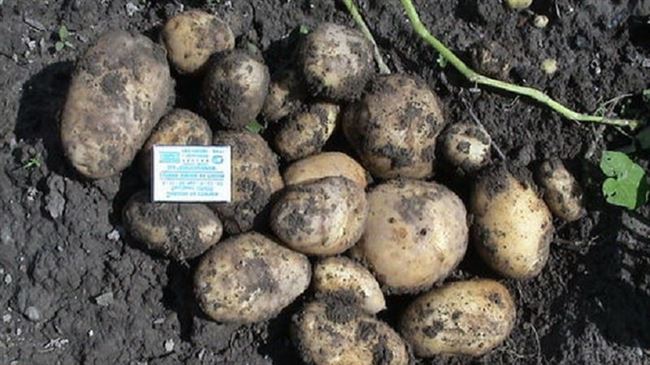 Картофель Утенок | Сорта картофеля
