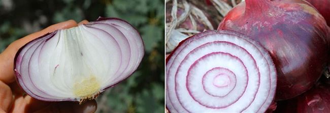Ялтинский лук: описание сорта, фото, выращивание