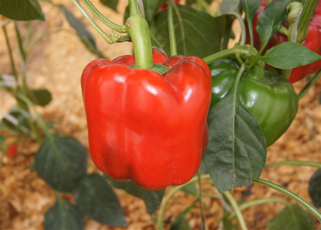 Созданный лучшими аграриями с любовью — перец Красный рыцарь F1: отзывы и описание сорта