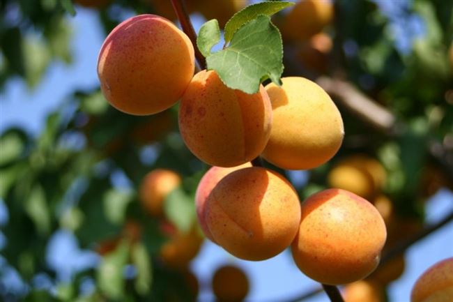 Об абрикосе Амур: описание и характеристики сорта, посадка, уход, выращивание