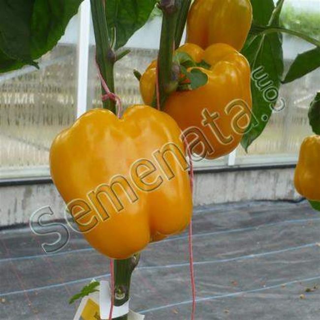 Перец Турбин F1: отзывы об урожайности, описание сладкого болгарского сорта и характеристика, фото голландских семян Бейо