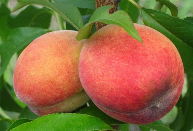 15 лучших сортов персика