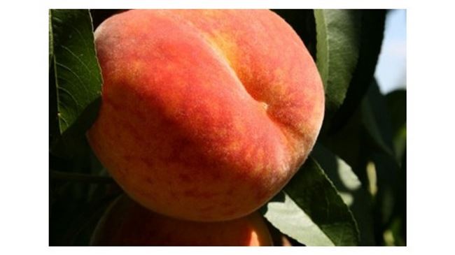 Персик ‘Юбилейный ранний’ — описание сорта, характеристики